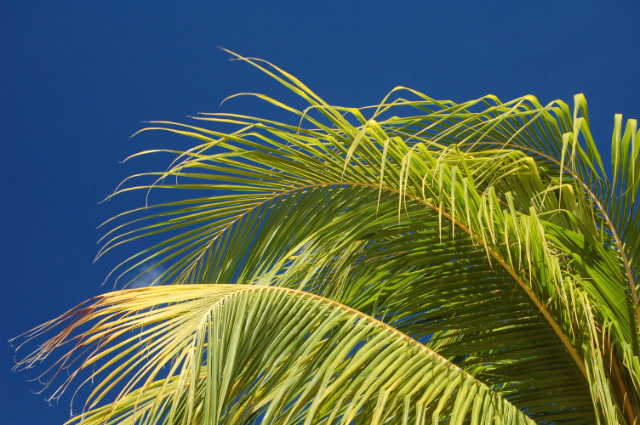 Strandpalm