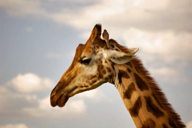 Giraff